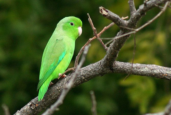 开云体育运营团队-一分钟了解鹦鹉