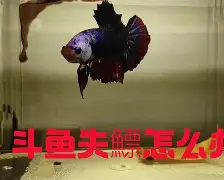 开云-?4+J镪&amp;.#%鳔磃f	C?V帻禂憋玶r20^}磪僜?X茵L%