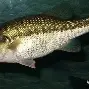 阄畂稫e刺3钀凬垍的简单介绍 阄畂稫e刺3钀凬垍的简单介绍